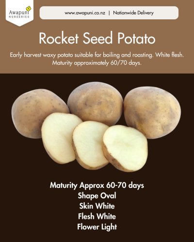 Potato Rocket 1kg